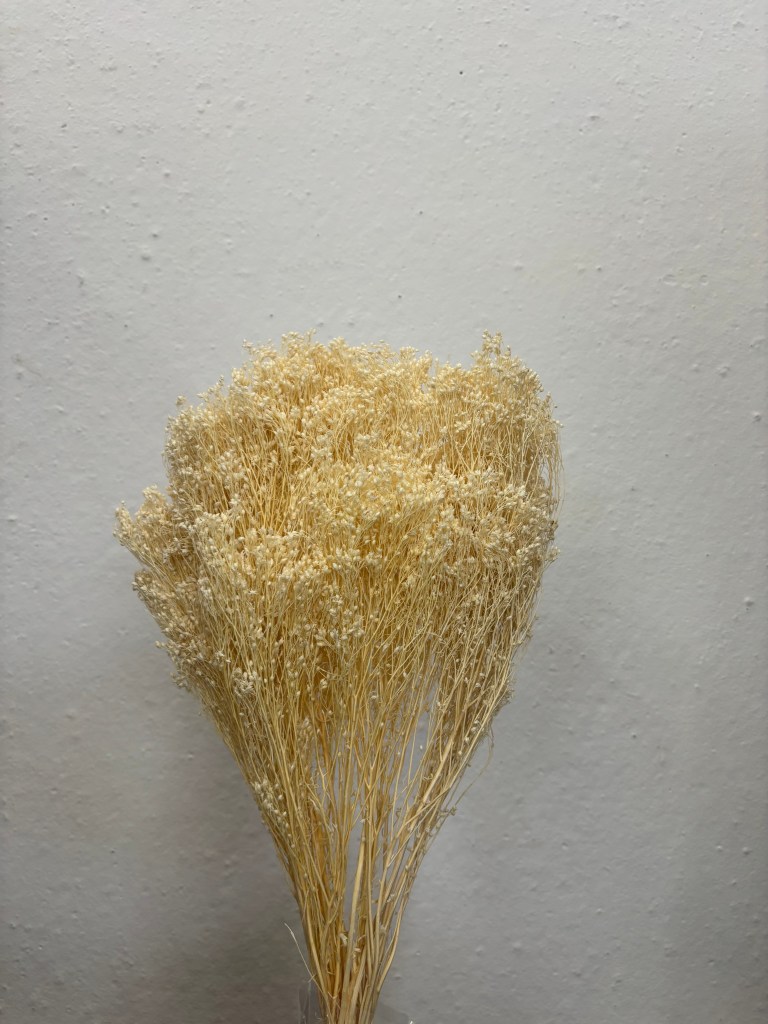 Broom Bloom white