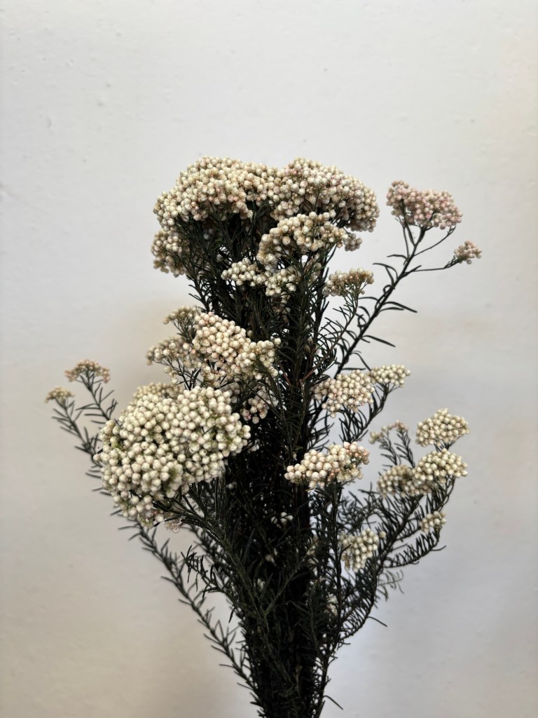 Rice Flower Natural