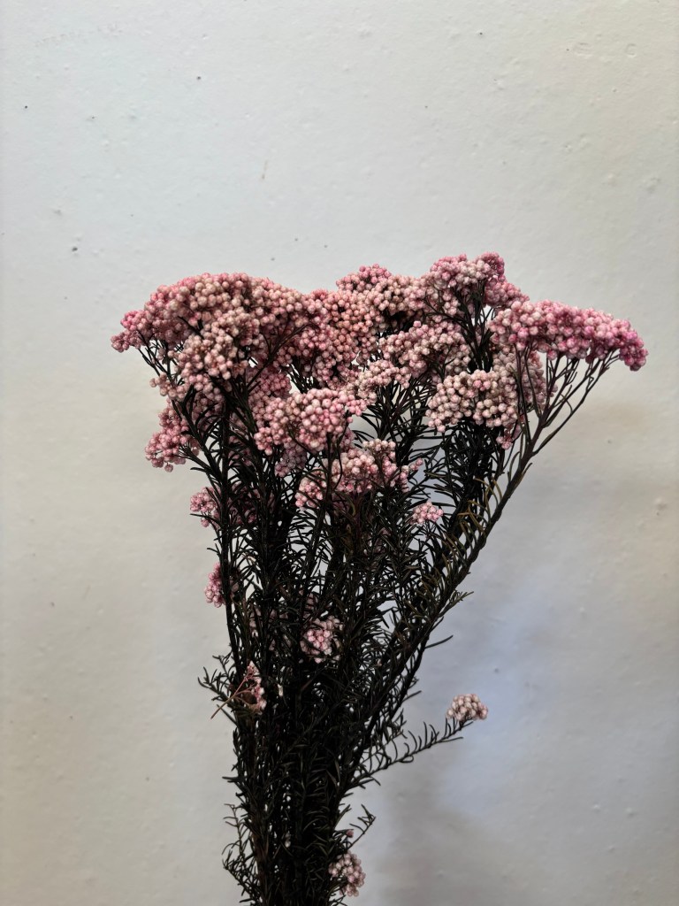 Rice Flower Pink
