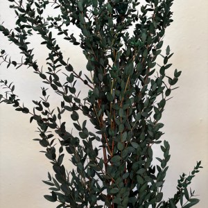 Preserved Eucalyptus Parvifoglia