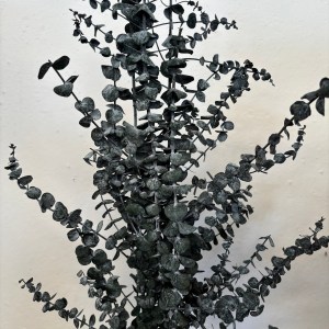 Preserved Eucalyptus Baby Blue