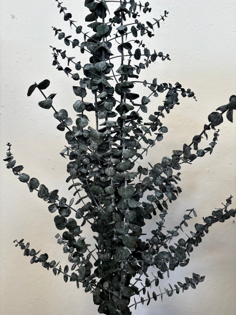 Preserved Eucalyptus Baby Blue