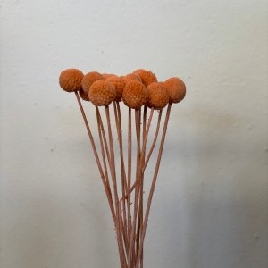 Craspedia Peach