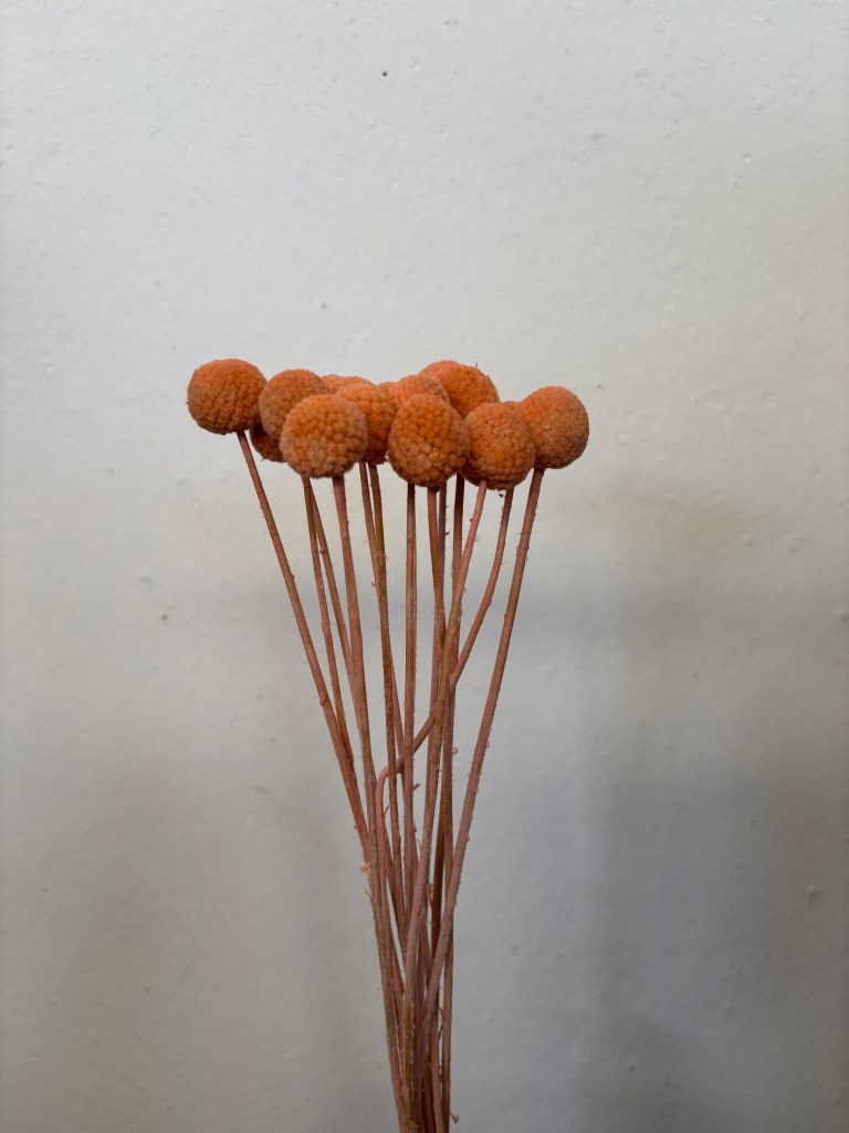 Craspedia Peach