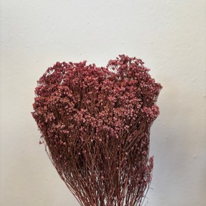 Broom Bloom Hazelnut