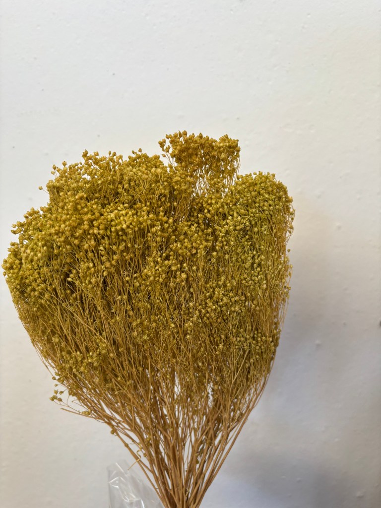 Broom Bloom Kiwi