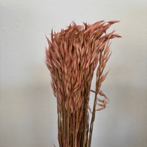 Avena Old Pink