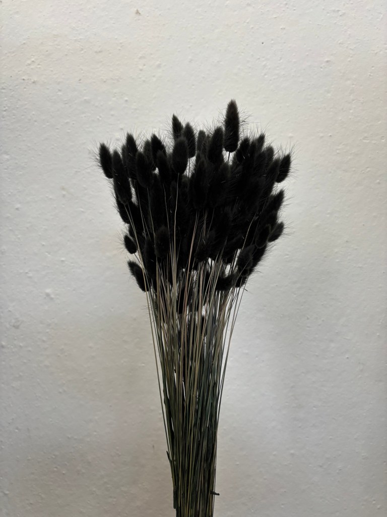 Lagurus Black