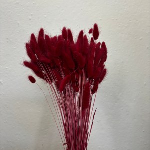 Lagurus Bordeaux