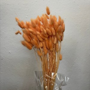 Lagurus Light Peach