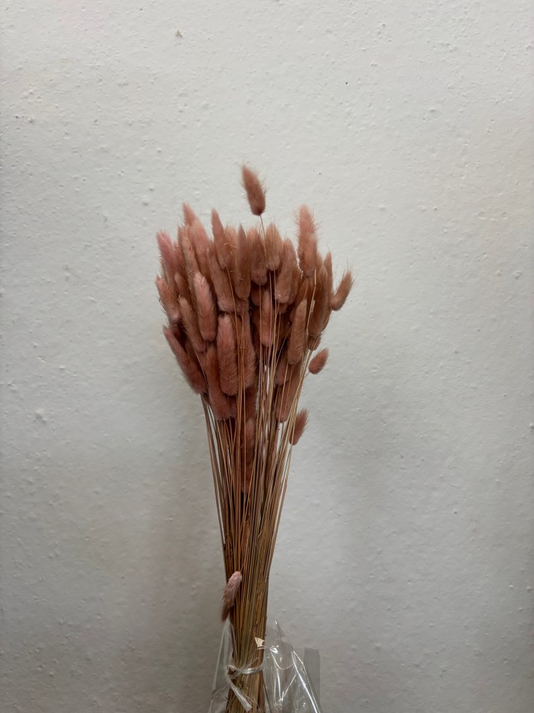 Lagurus Old Pink