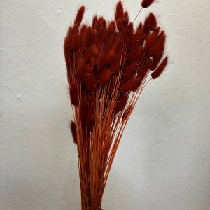 Lagurus Rust