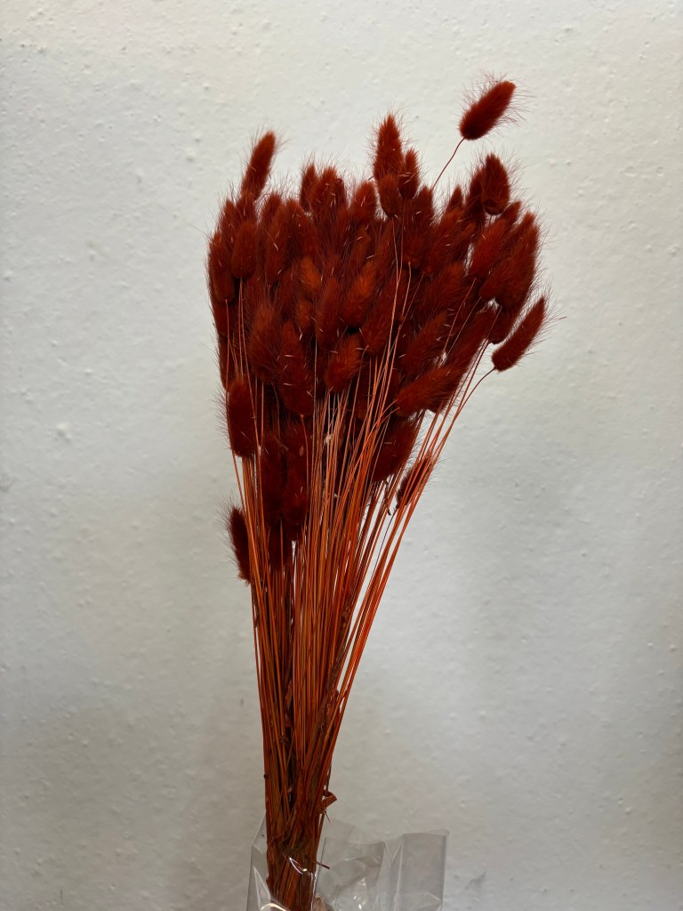 Lagurus Rust