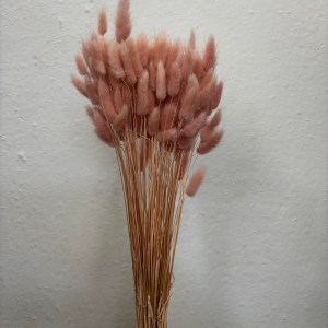 Lagurus Light Pink