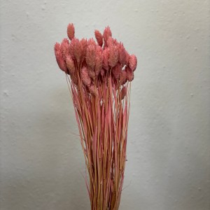 Phalaris Pink