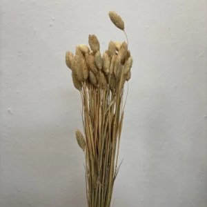 Phalaris Natural