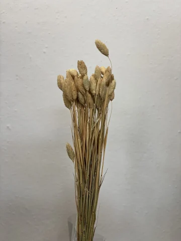 Phalaris Natural