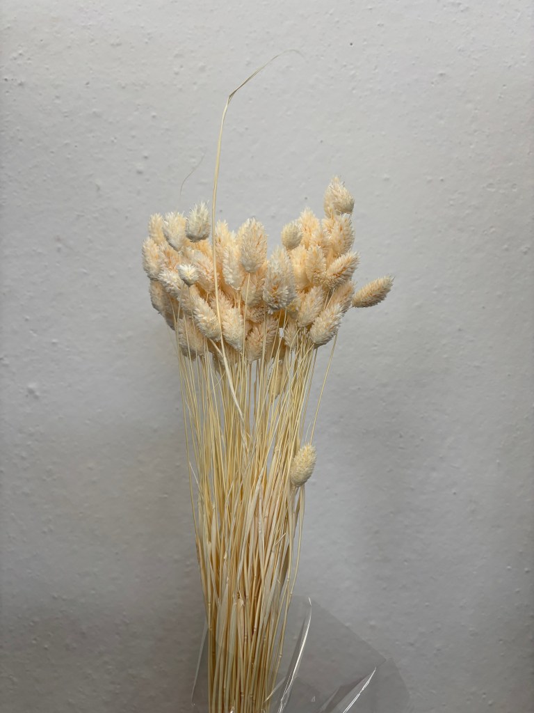 Phalaris White