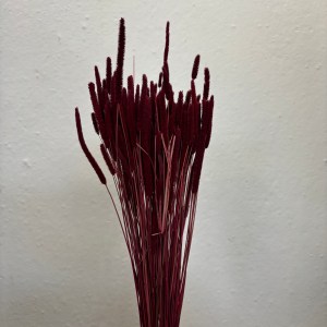 Phleum Bordeaux