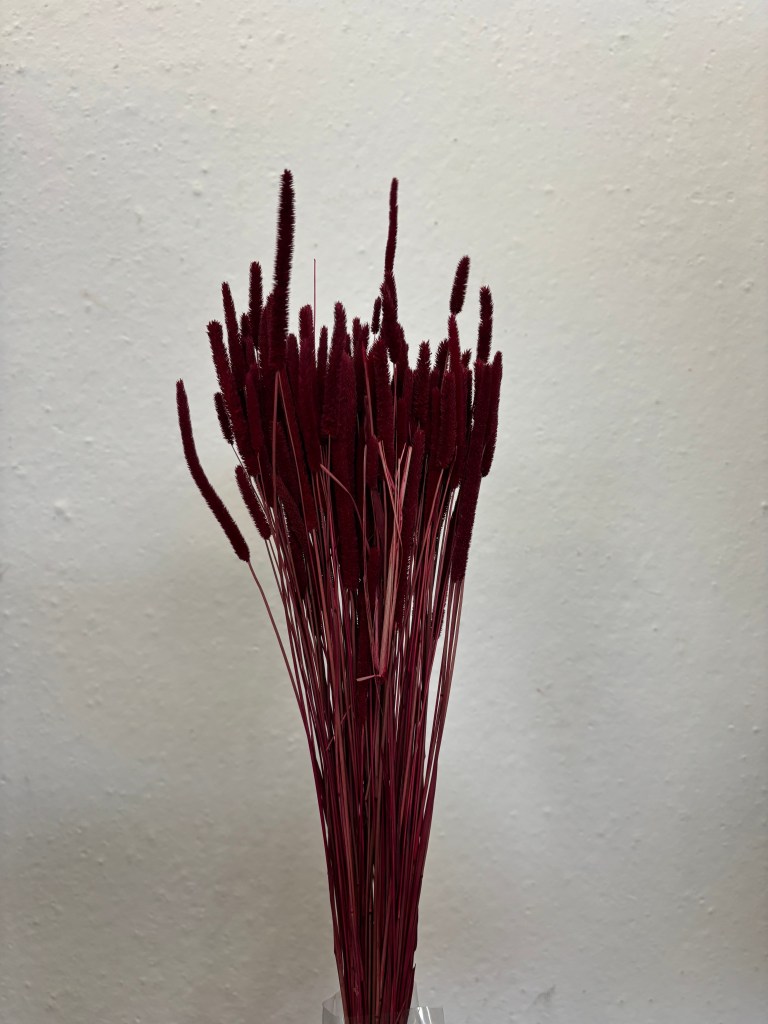 Phleum Bordeaux