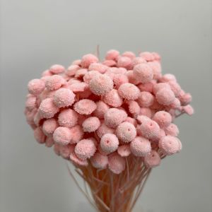 Botao Light Pink