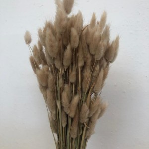 Lagurus Natural