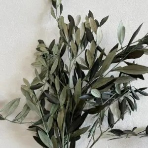 Preserved Olive