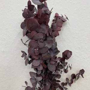 Preserved Eucalyptus Cinerea