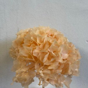 Preserved Hydrangea Melon