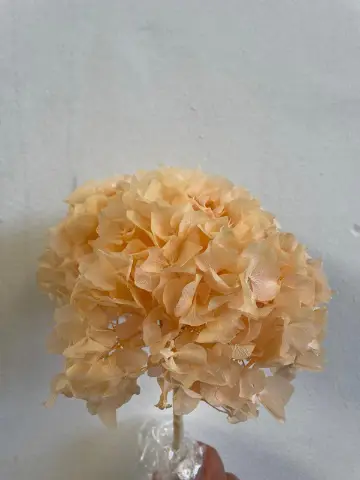 Preserved Hydrangea Melon