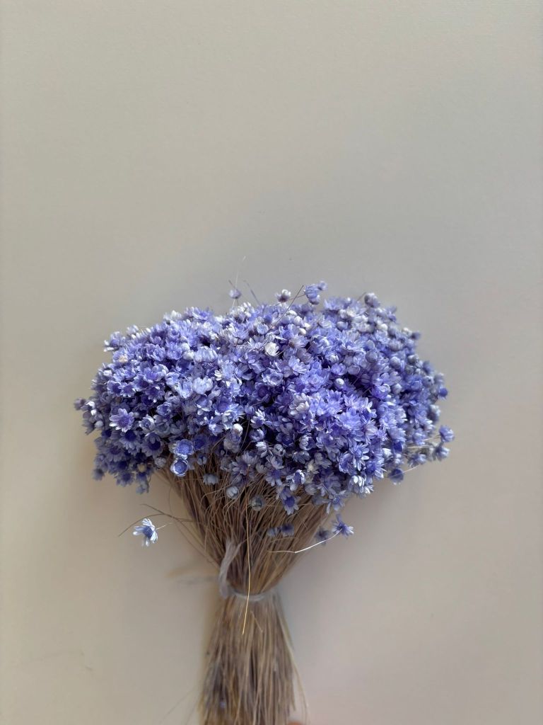 Glixia Lavender